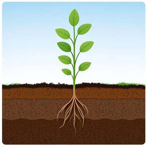 Soil Compaction