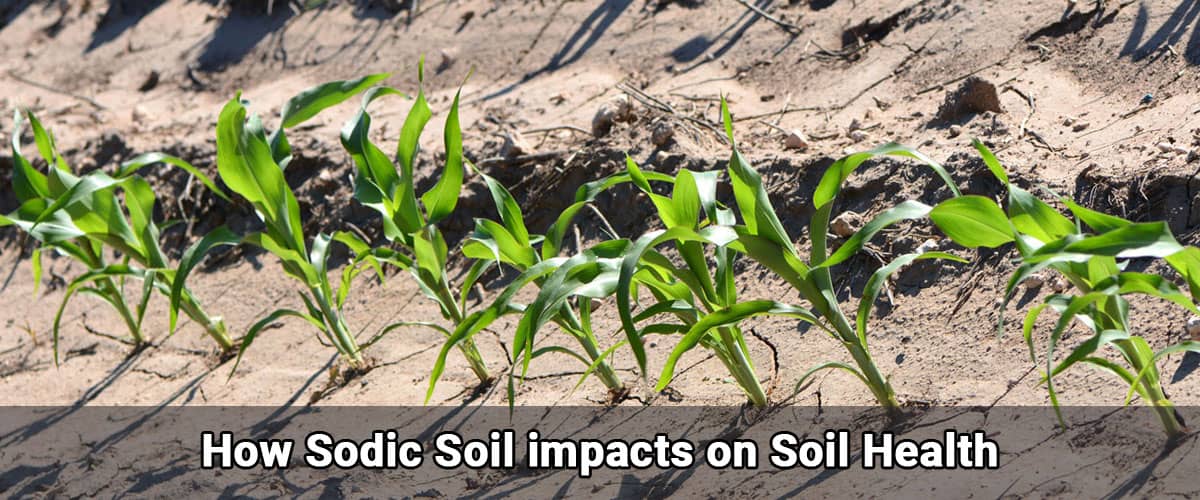 How Sodic Soil impacts on Soil Health